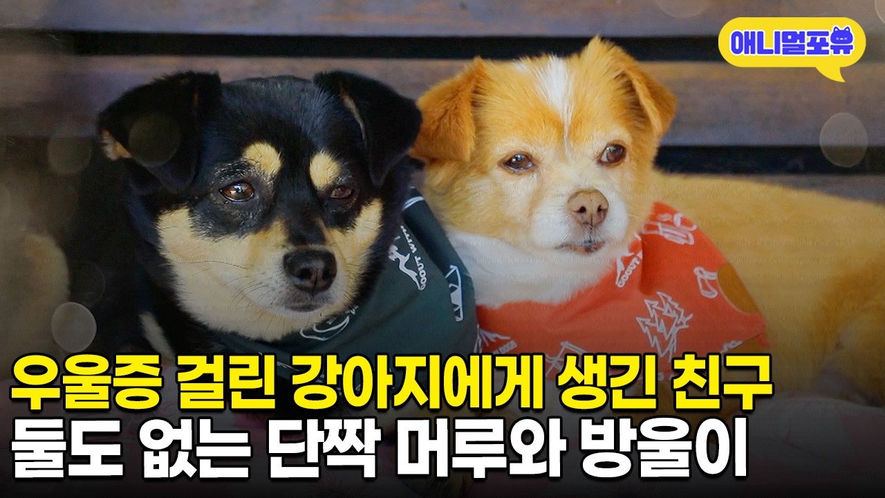 우울증 걸린 강아지에서 카누 타는 강아지로 변신😎 둘도 없는 단짝 머루와 방울이ㅣKBS 동물극장 단짝 220430 방송