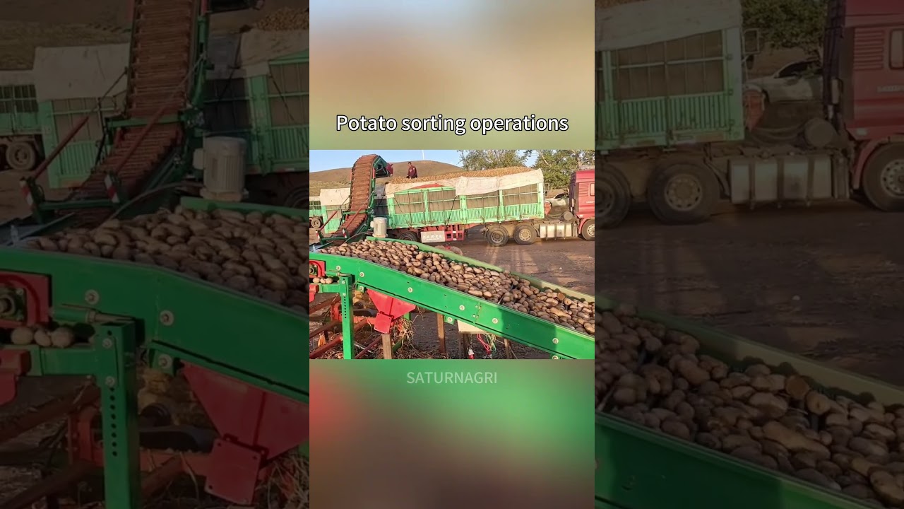 Potato sorting operations.#agri #agribusiness #farming #harvester #machine  #agrimachinery