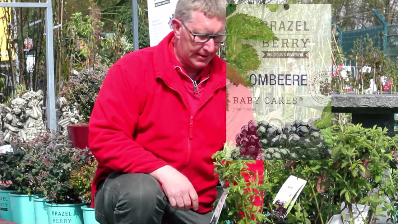 Die Neuheit 'Brazel Berry' - Gartencenter Rostock