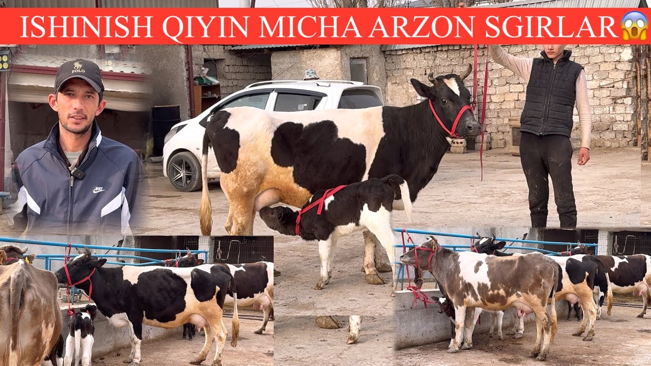 XASANBOY😳F💥🥛23. MIL. DEVORDI YANGI P SUDOR PULI ARZON SGIRLAR K🚘DASTAFKASI B🏃