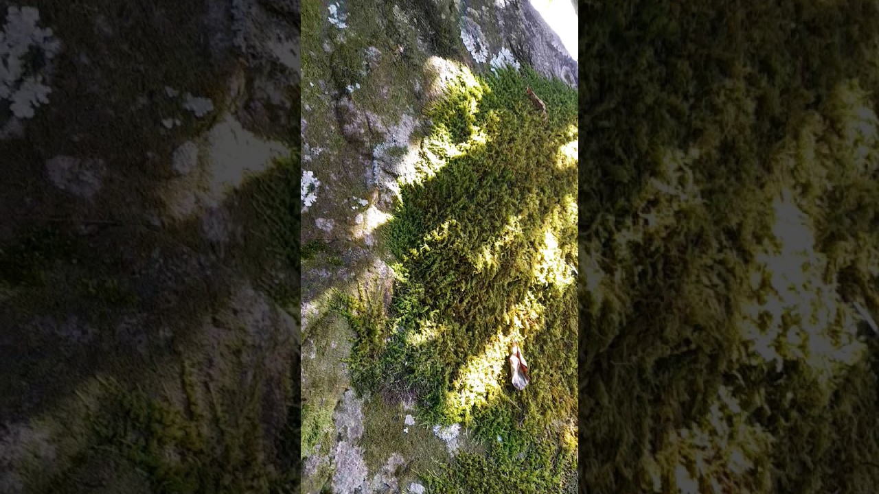 #crustose #lichen #foliose