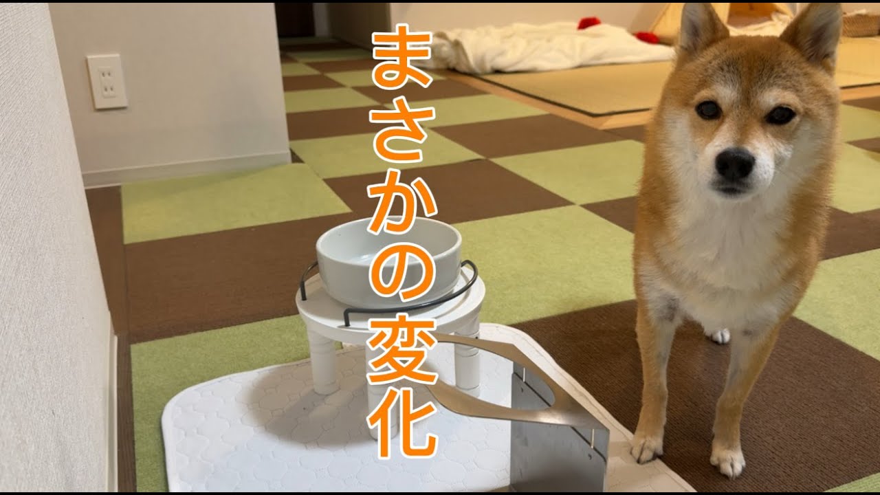 福ちゃんの食欲に想像を超えるまさかの変化がありました