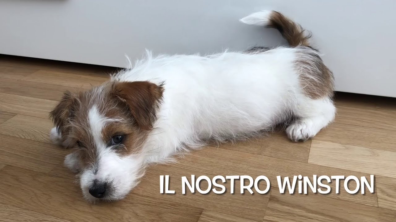Winston - Jack russel a pelo ruvido - 1 anno