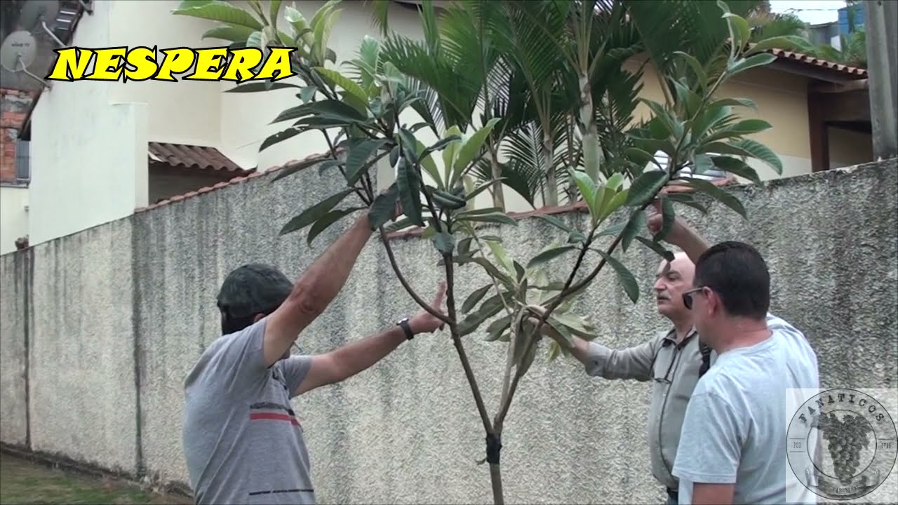 1400 ) – ORIENTAÇÕES DE PODA EM FRUTIFERAS – 1° PARTE – FERRAZ VASCONCELOS SP.