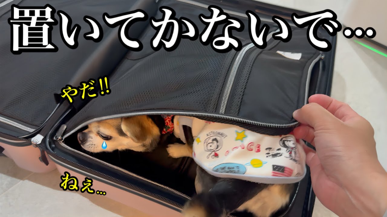 なんとしてもスーツケースに忍び潜みついて行こうと企む健気なチワワ