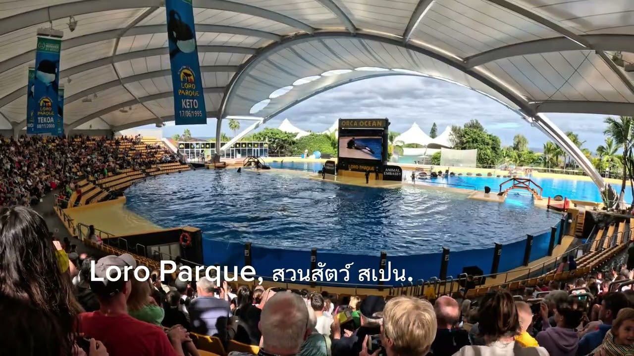 Loro Parque, Tenerife Islands,  Spain 🇪🇸    #เที่ยวสเปน #เที่ยวสวนสัตว์ #tenerifeislands #Spain 