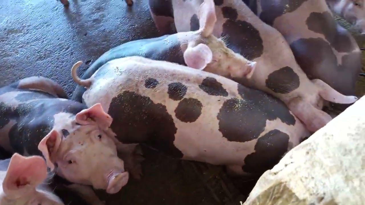 Hoje foi dia de aparta duas porcas 