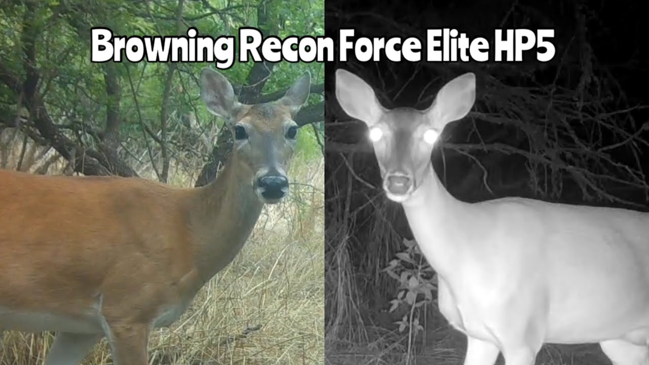 Browning Recon Force Elite HP5 Trail Camera June 2-13, 2024