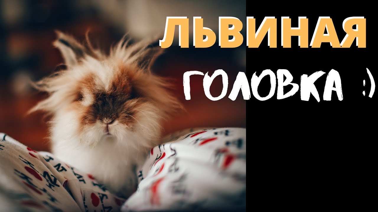 Как живут вислоухие бараны. Кролик львиноголовый декоративный. Кролики дома