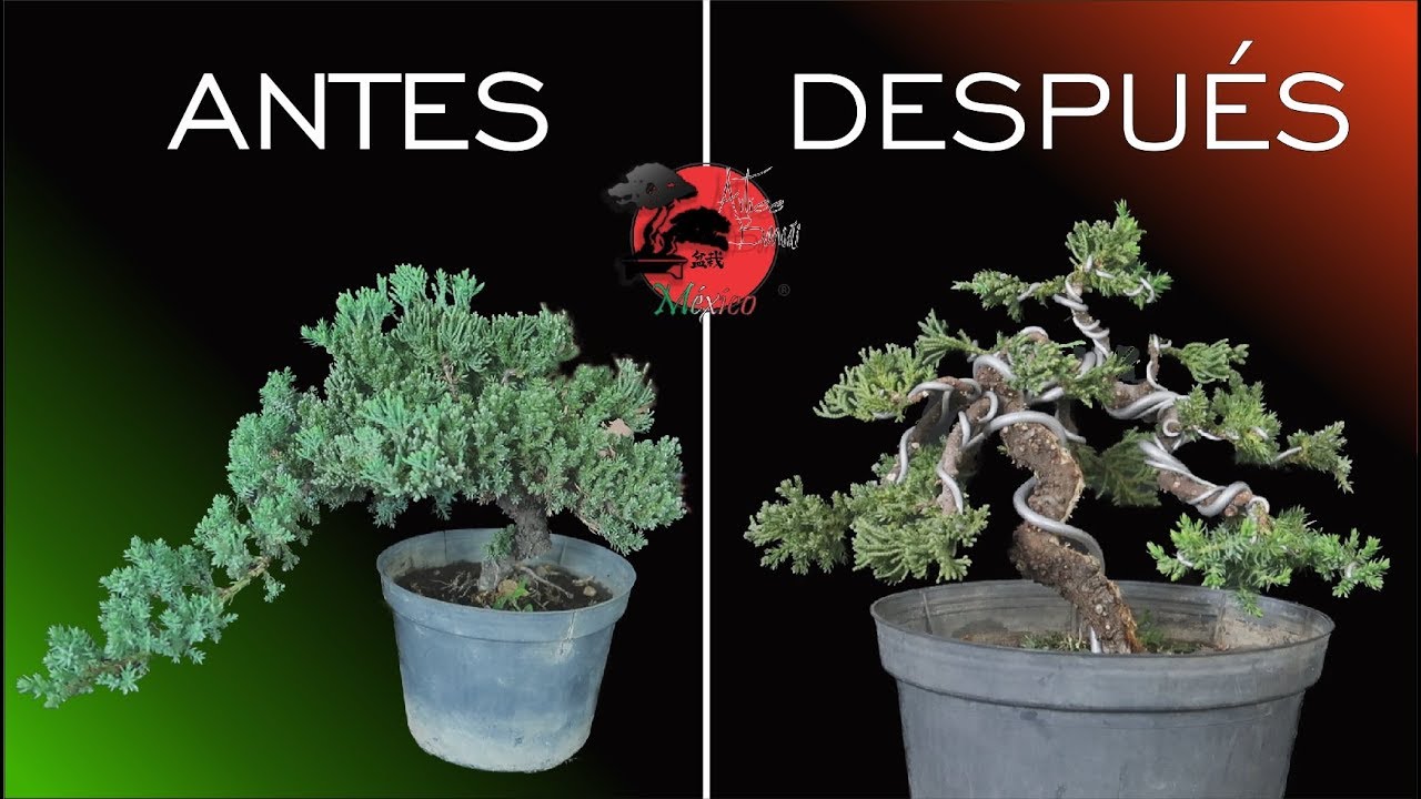 🌳 De ÁRBOL DE VIVERO a BONSAI |Primer diseño de Junipero