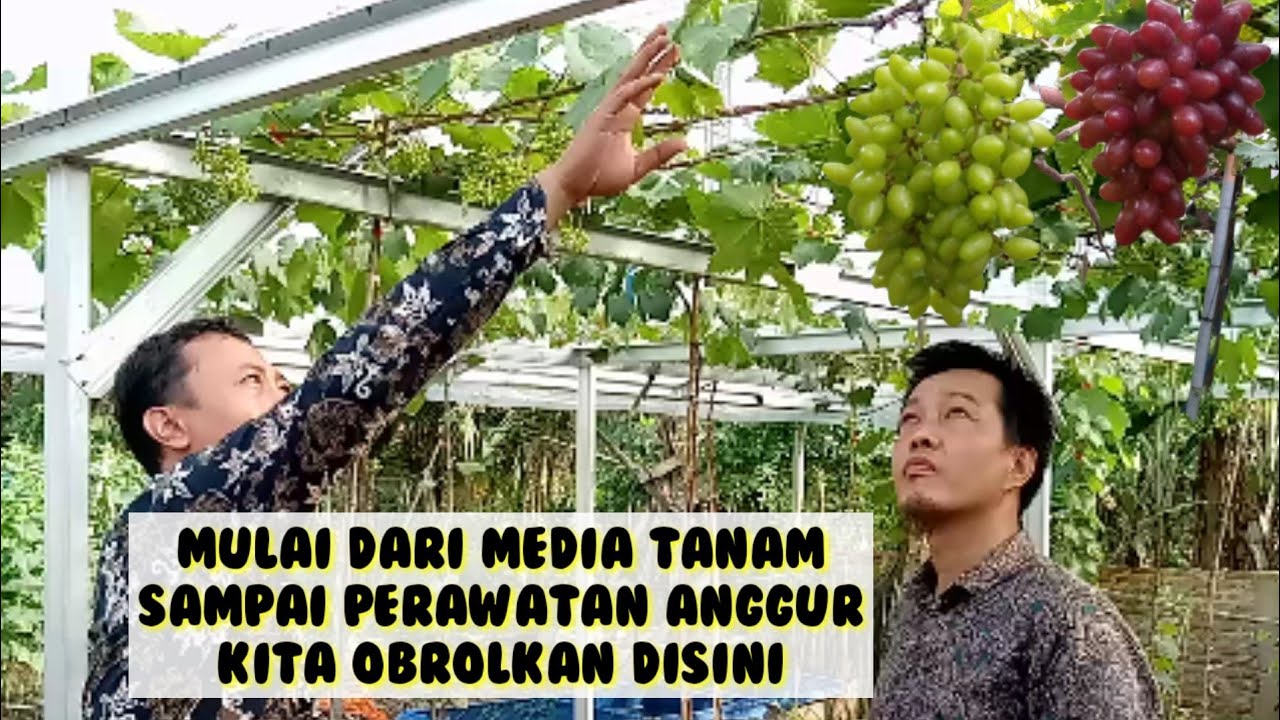 Intip Media Tanam Anggur & Perawatan nya || Jalan-jalan pengANGGURan Bersama Litho Muhamad