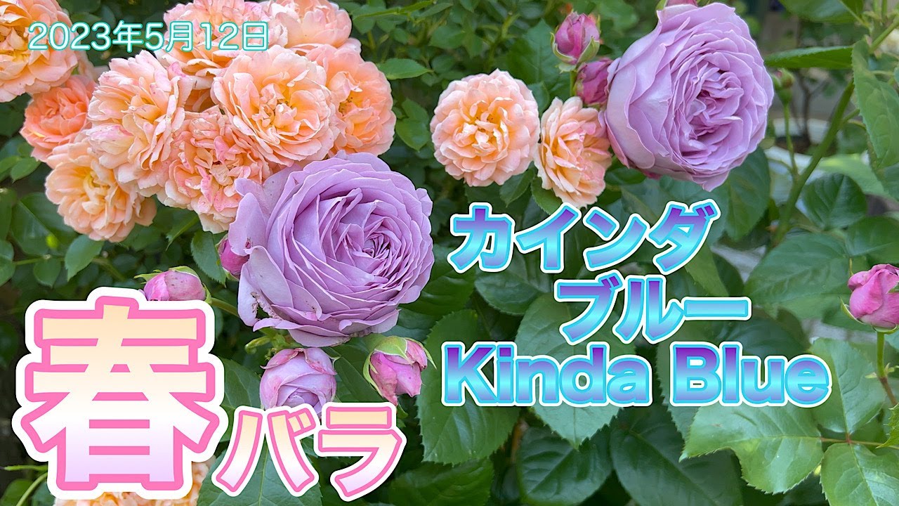 【春バラ】カインダブルー開花！シャドウオブザムーン、パシュミナ等《ガーデニング》2023年#4K #HDR
