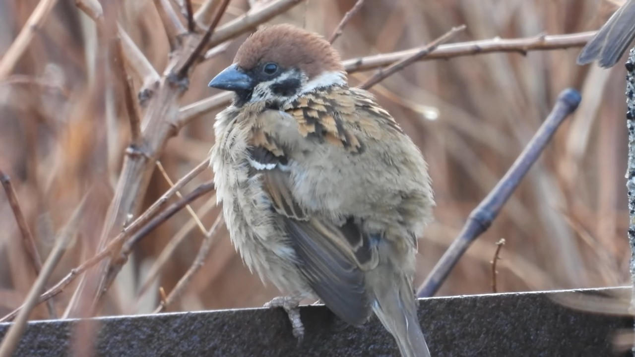 Fluffy Winter Sparrow