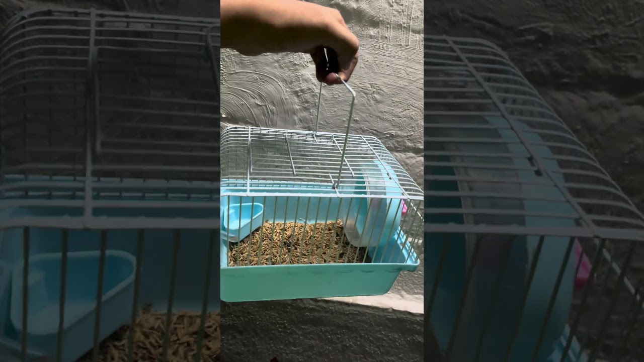 Portable Hamster & Mice Travel Cage – Just ₹400!