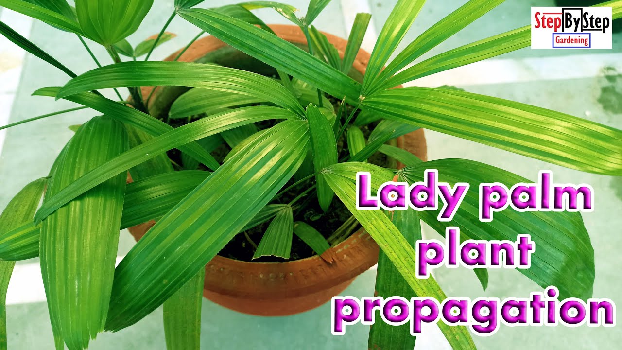 How to grow Lady Palm or Rhapis Palm//Lady Palm plant propagation by stem cutting