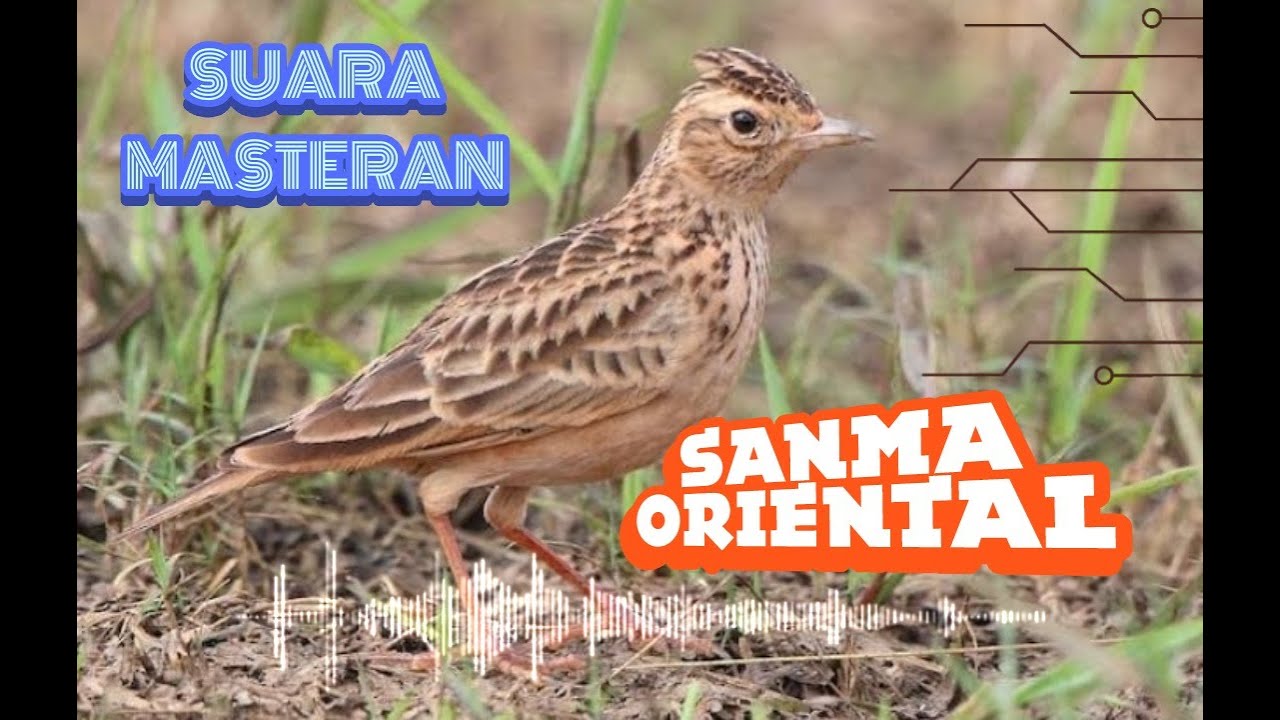 Masteran Burung Branjangan | Sanma Oriental | Oriental Skylark