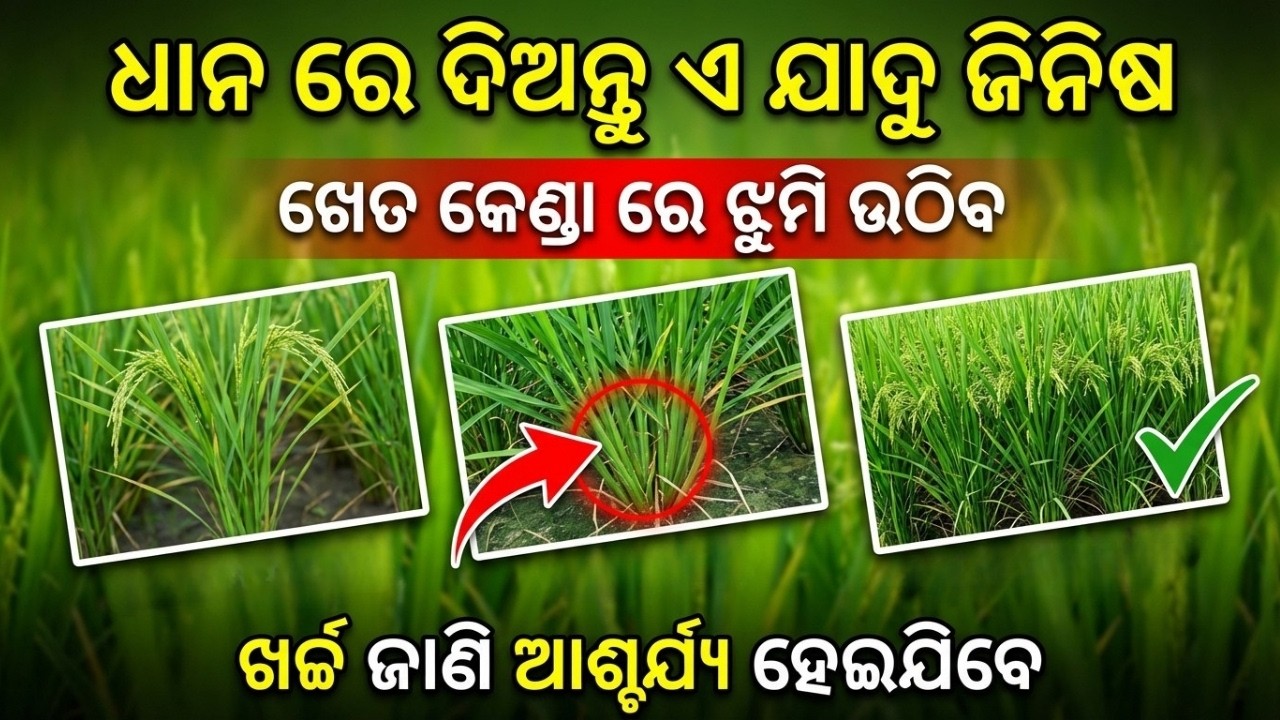 40-60 ଦିନ ଧାନରେ ଦିଅନ୍ତୁ ଏହି ସାର ଲମ୍ବା କେଣ୍ଡା + 2ଗୁଣ ଅମଳ  Paddy tillering tricks
