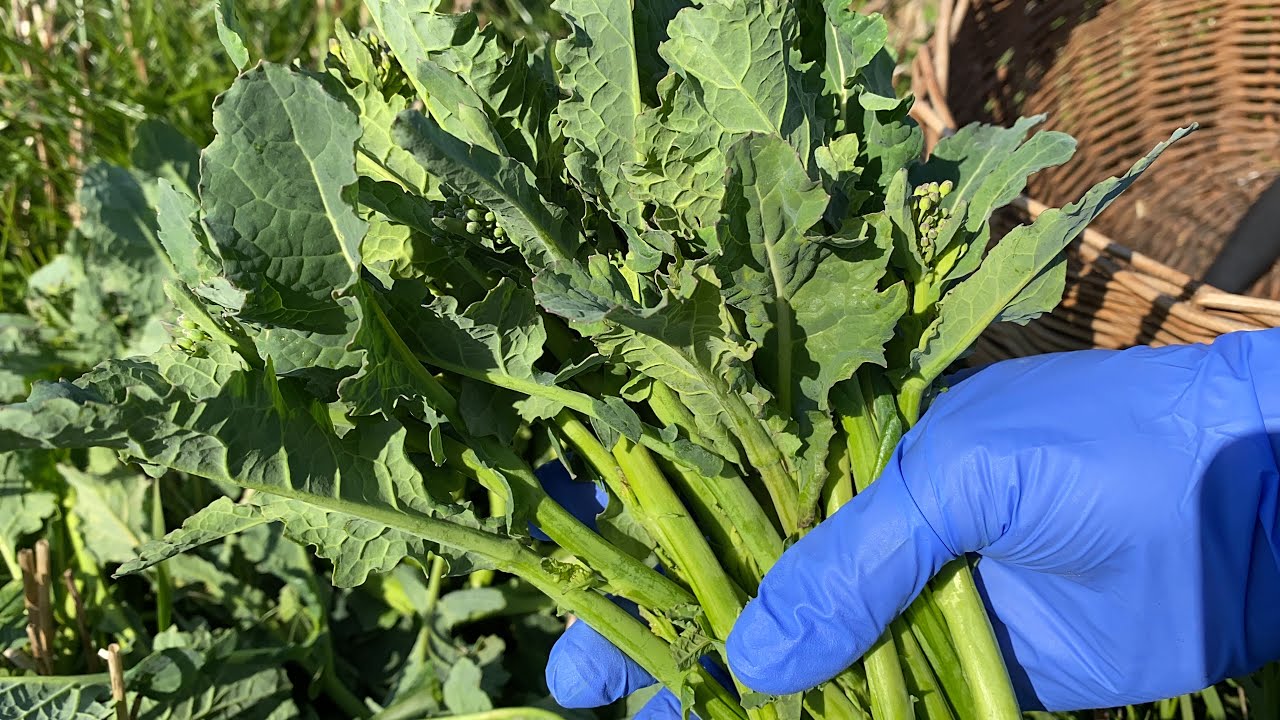 กวางตุ้ง(คะน้าฝรั่ง) ดงเดิมเพิ่มเติมคืออวบฟินมาก# Raps# Conola.22/4/21.