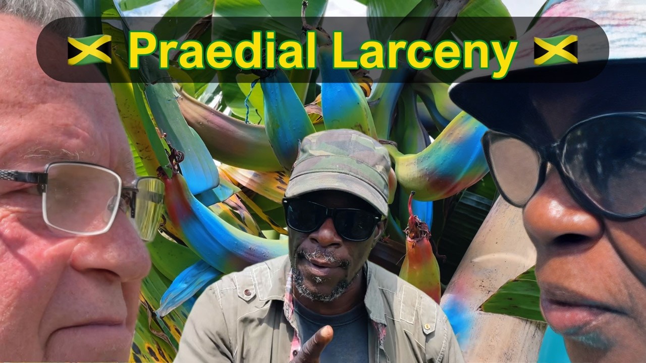 Jamaican Farmer Battles Praedial Larceny