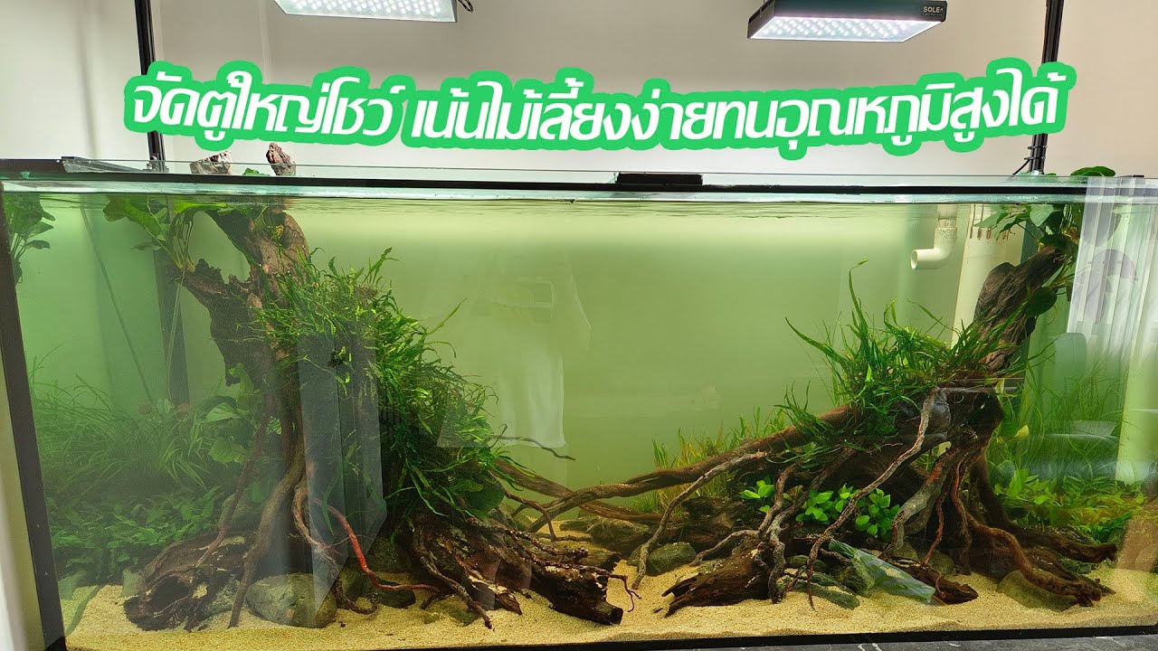 จัดตู้ไม้น้ำตู้ใหญ่โชว์ เน้นไม้เลี้ยงง่ายทนอุณหภูมิสูงได้