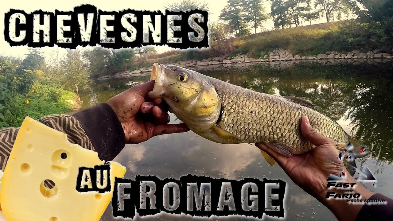 Pêche du CHEVESNE facile - Fromage à vue et au toc en été