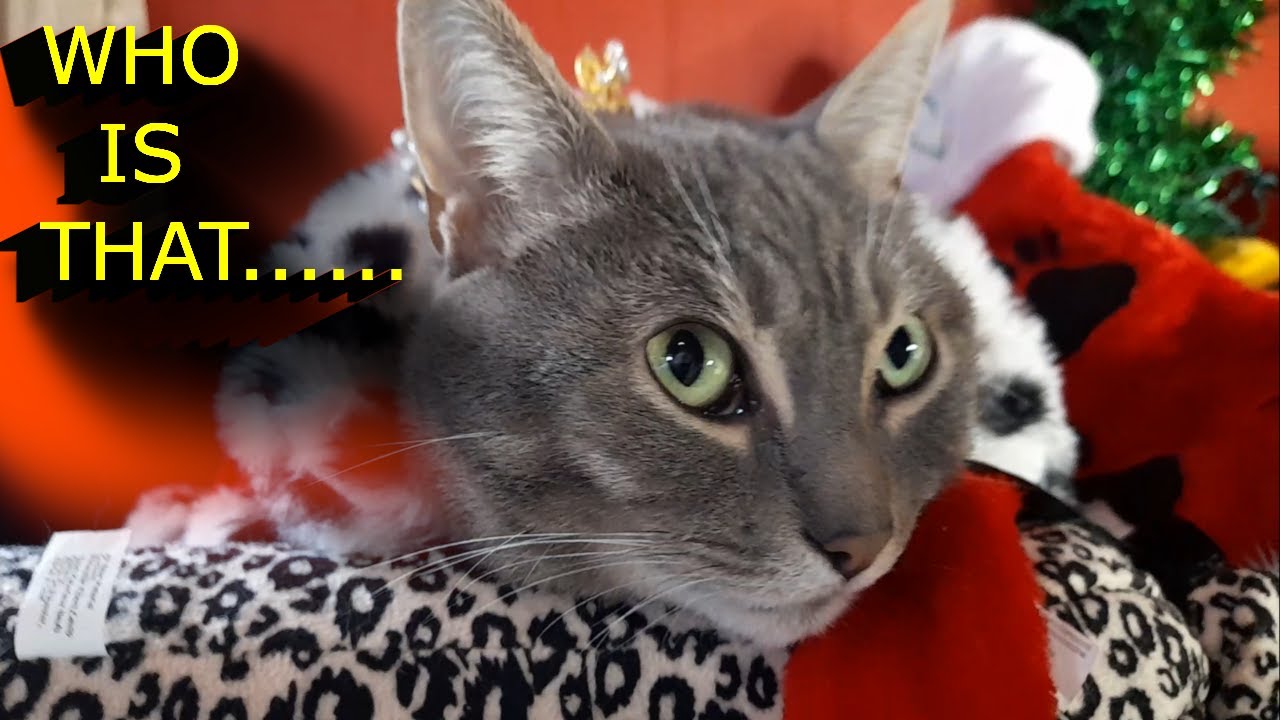 Missing Cat Comes Home To Big Surprise!