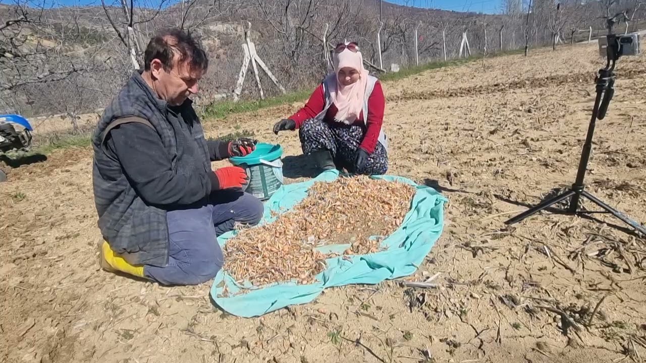KÖYE GELDİK EŞİM REST ÇEKİNCE DİKİLECEK SOĞANI EKTİK BAKLA SARINSAK ÇAPASI KÖYDE HAYAT VAR 