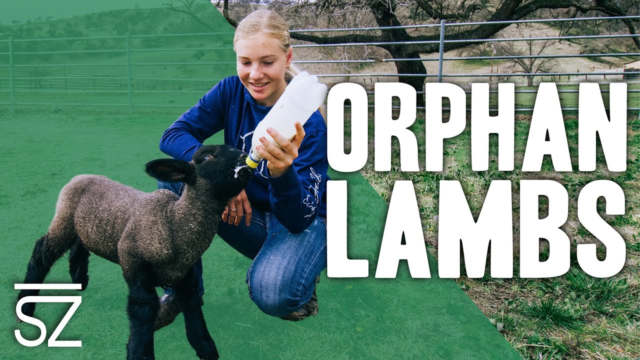 How to Raise an Orphan Lamb