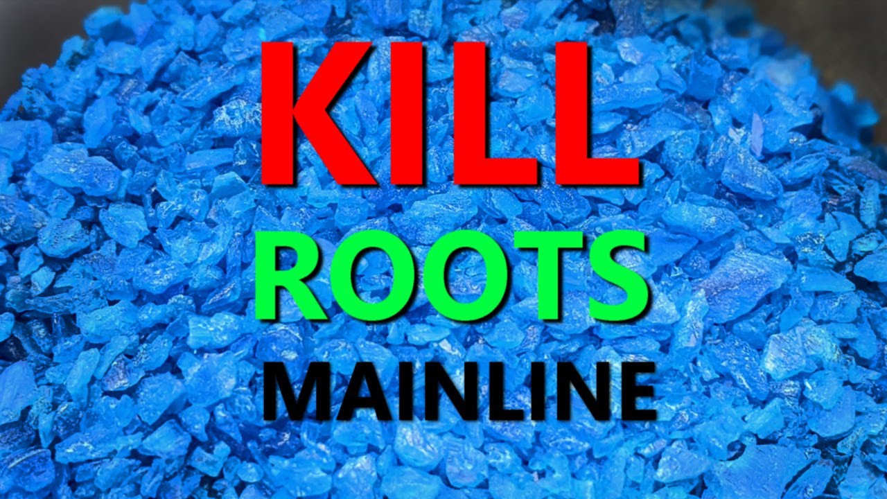 How to Kill Drain Roots Easily and Quickly