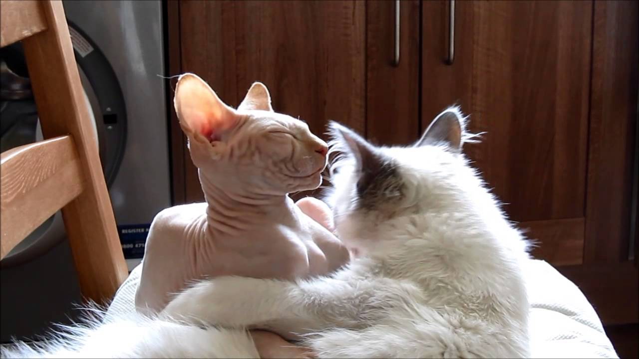 Lovercat Sphynx Ragdoll