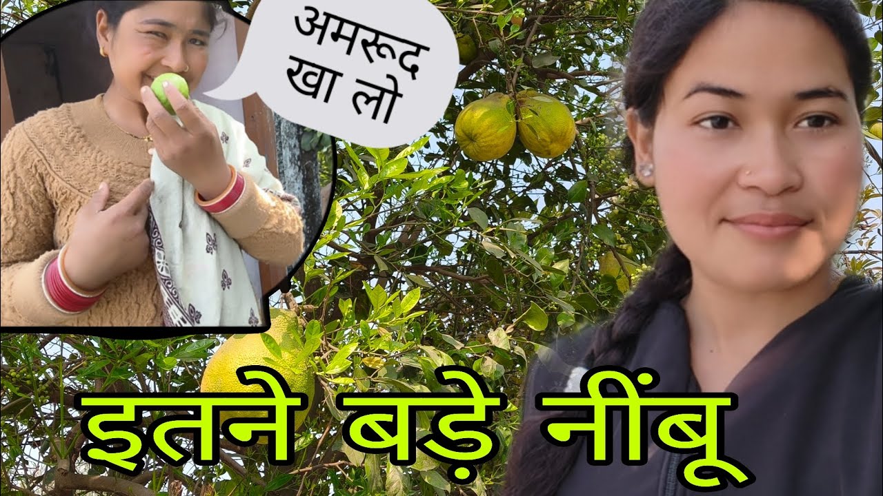 अमरूद तोड़ने के चक्कर में गिरने वाली थी दी 😱😱😱😱#viralvideo #vbloger #minivlog #uttrakandi 