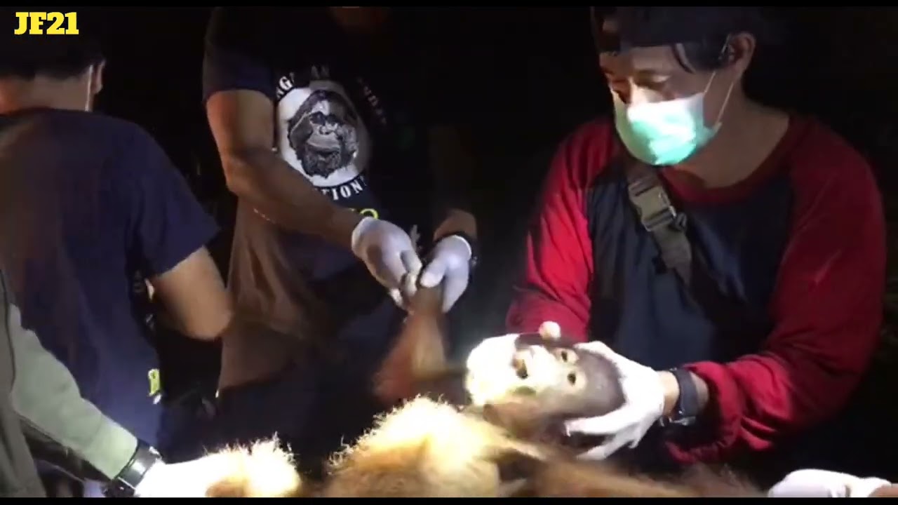 baby orangutan crying after being rescued with its mother