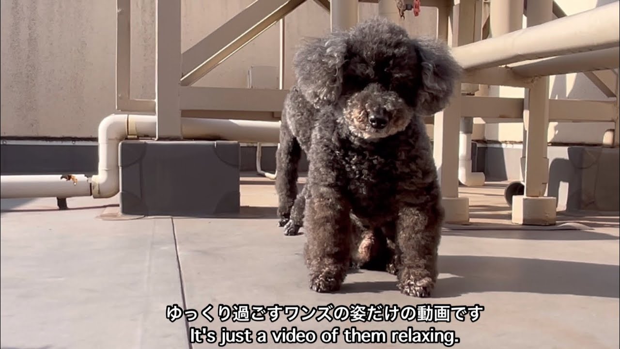 プードル日向ぼっこ通信EverydayPoodles