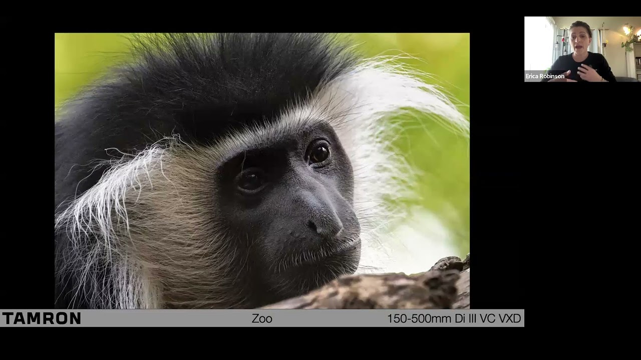 Let’s Go to the Zoo: A Guide to Wildlife Photography with Erica Robinson & Hunt’s Photo