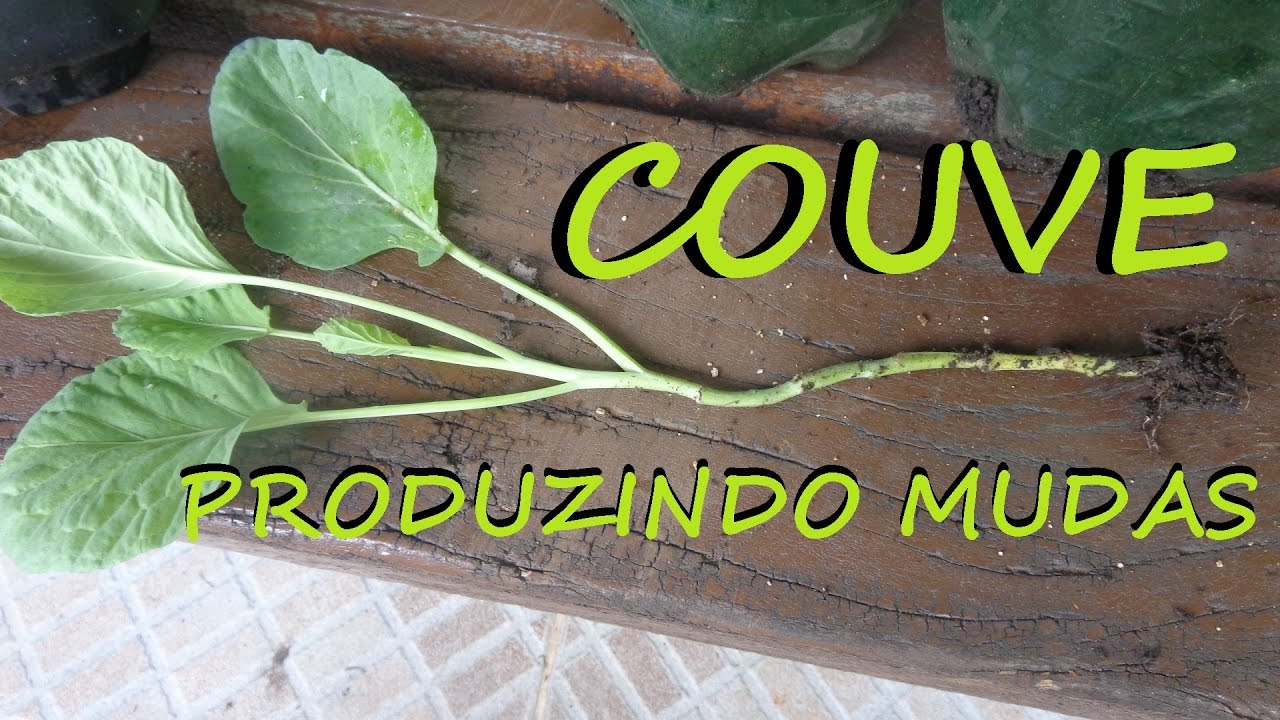 Não plante mais couve, propague facilmente por esse método