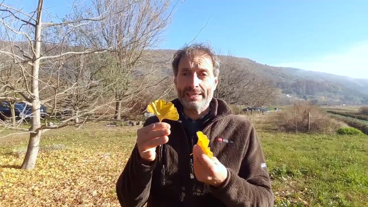 Come si coltiva il ginkgo biloba