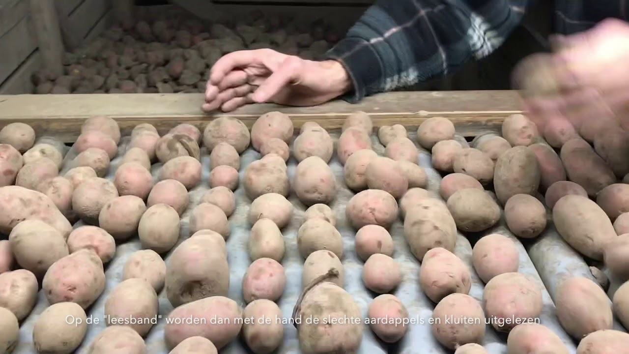 Pootaardappelen sorteren
