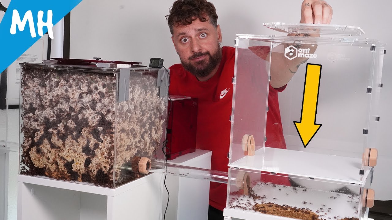 HONGO PARÁSITO de las HORMIGAS cortahojas. ORIGEN y SOLUCIÓN