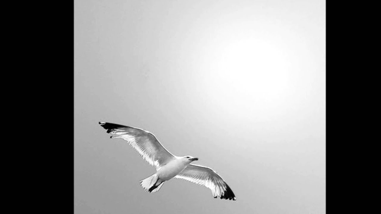 ODD MOIRA'S HAIRCUT - JONATHAN LIVINGSTON