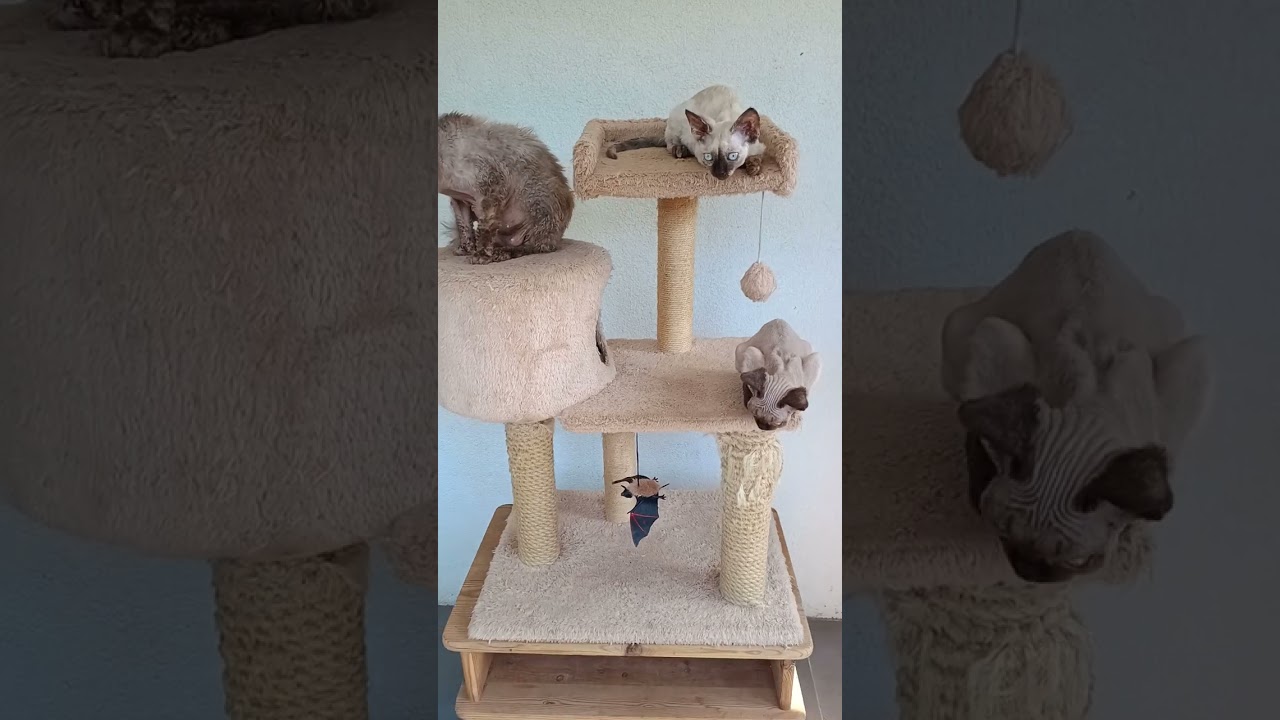 Drapak, wieża dla kot&oacute;w 😻 #kropelkadevonrex 😻 #devonrex 🐱 #kot 🐾