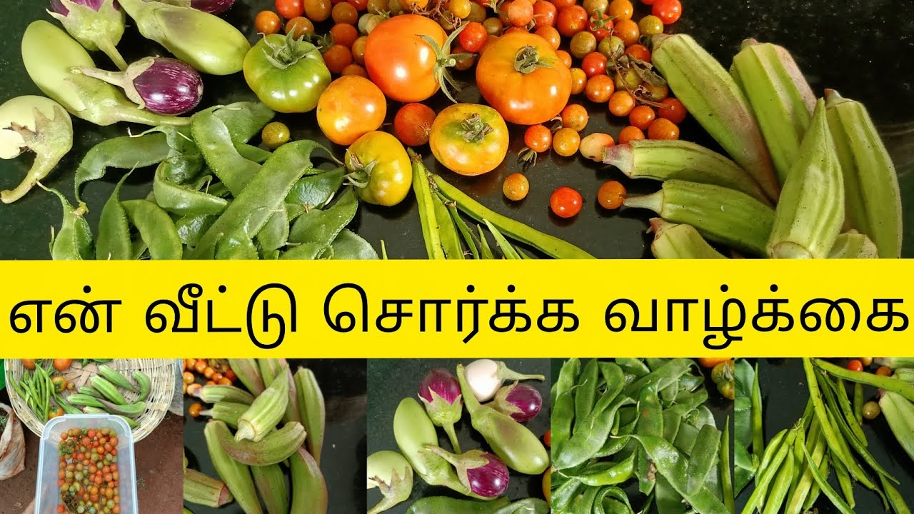 வாழ்க்கையை மாற்றிய தோட்டம் 🌿|Harvest Today ❣️💕#longvideo #video #viral #trending 