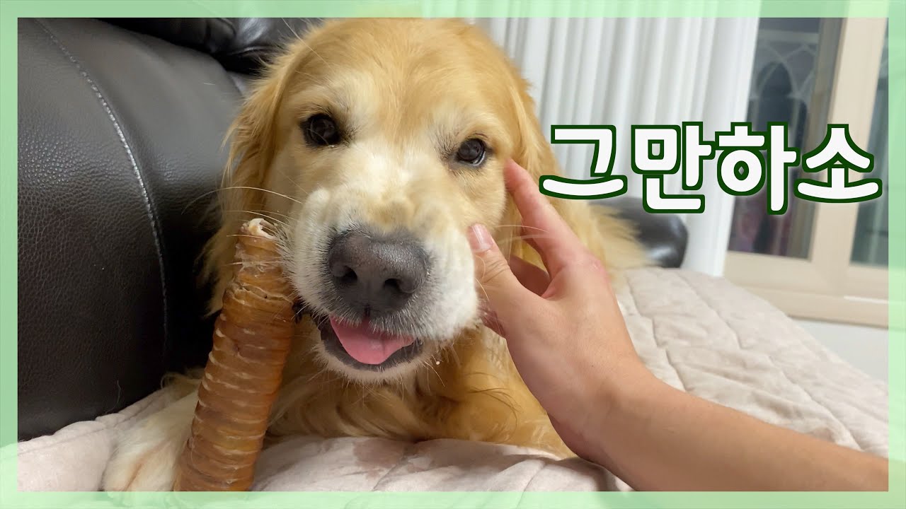 리트리버지만 간식 먹을 땐 부모님도 못 알아보는 편 l 패륜 댕댕이 간식먹방