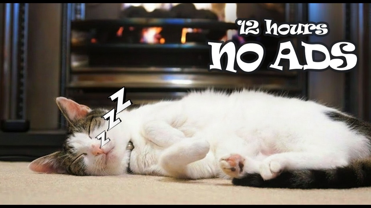 😺12 Hours Relaxing Piano Music for Cat Home Alone NO ADS 💤 Support Peaceful Cat Sleep All Day Long