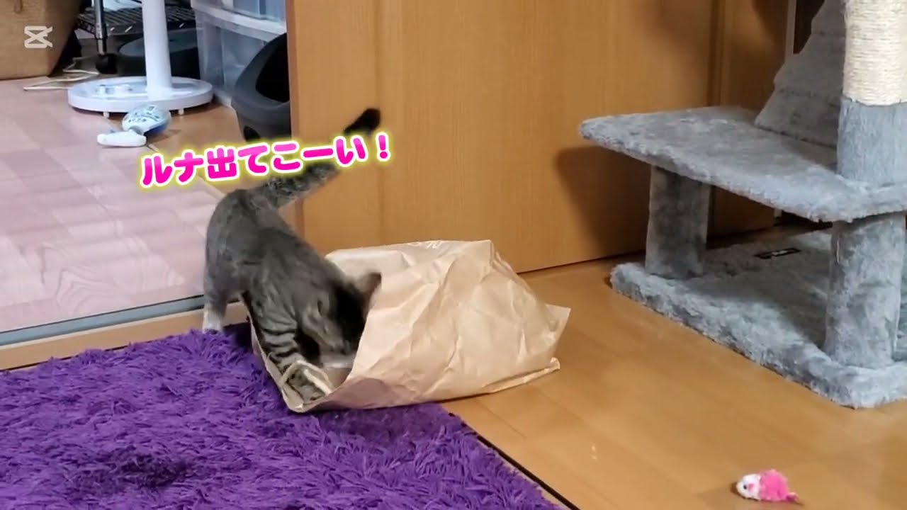 袋遊びでテンションMAX😂