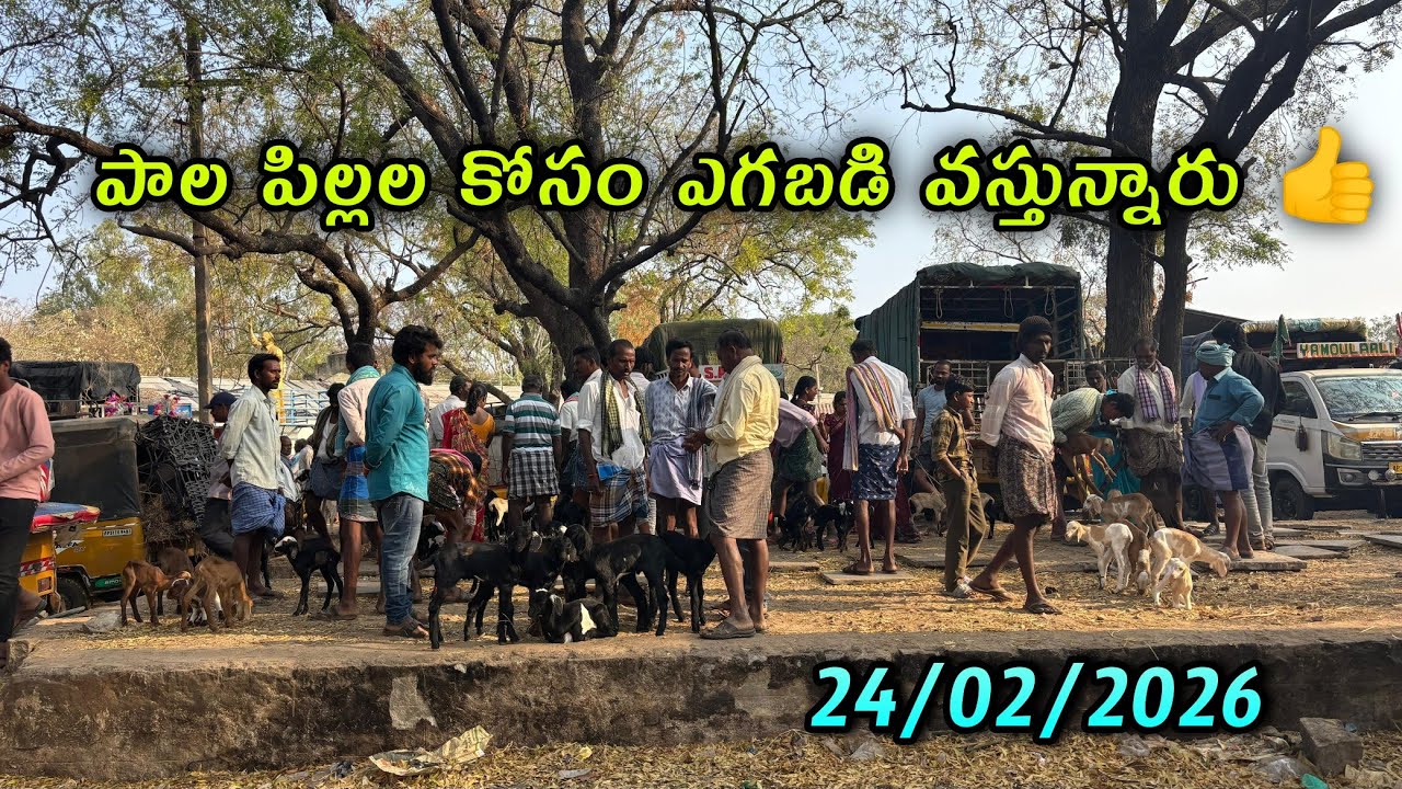 పాల పిల్లల కోసం ఎగబడి వస్తున్నారు #kadirimarket #anantapurmarket #goatfarming #kadirisantha 