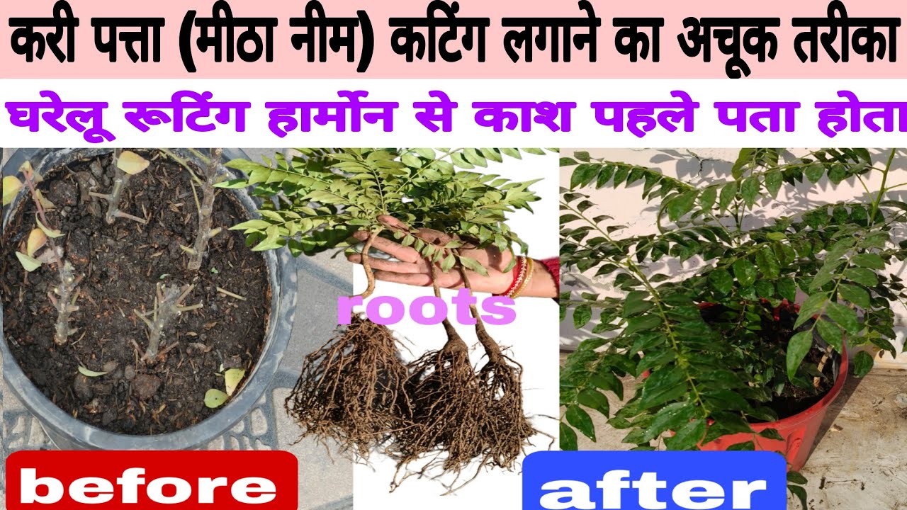 करी पत्ता( मीठा नीम) कटिंग लगाने का अचूक नया तरीका, 7 दिन में जडे,ऑर्गेनिक घरेलू रूटिंग हार्मोन 