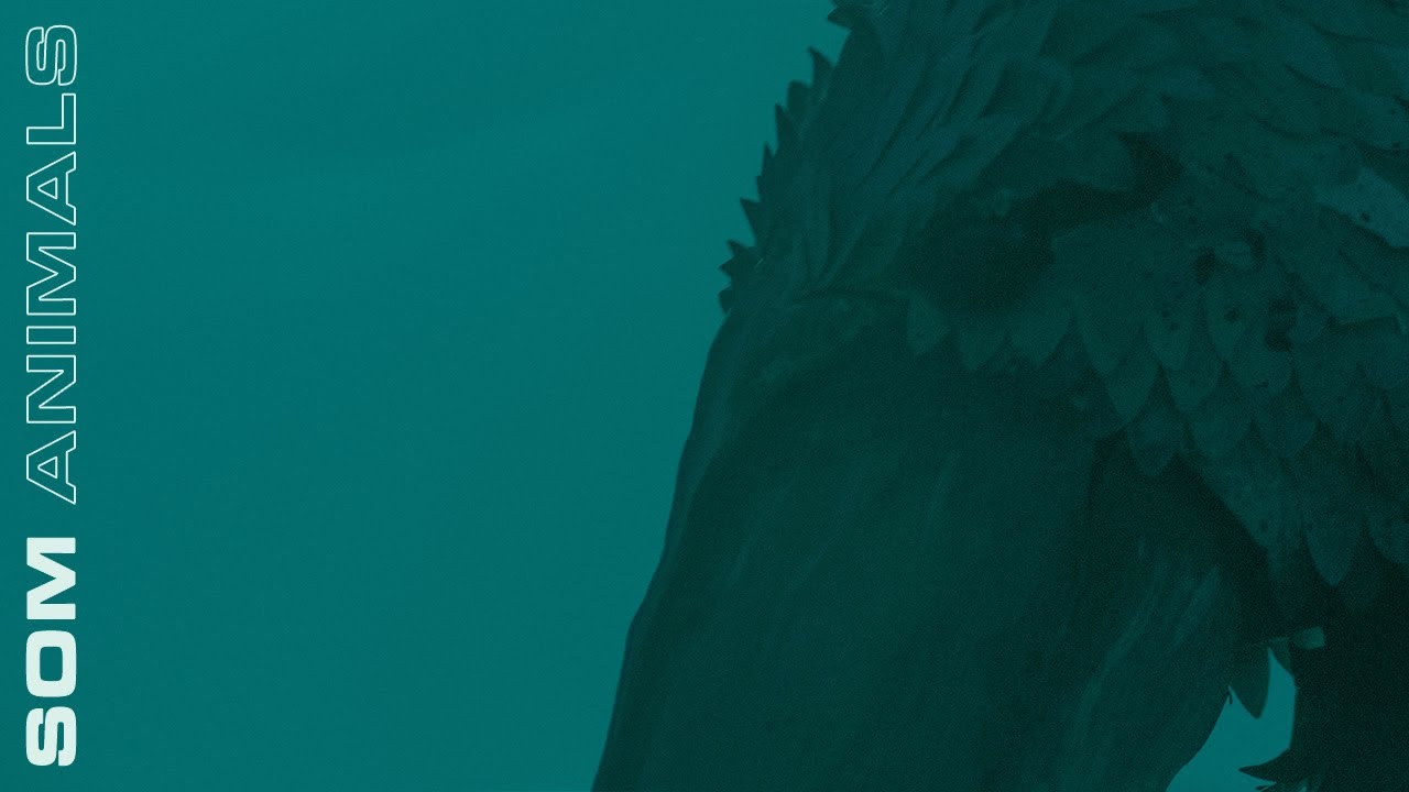 SOM - Animals (Official Video)