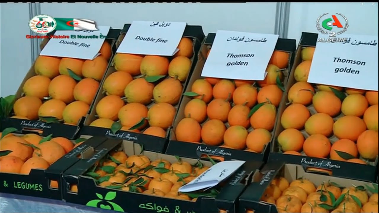 Salon des Agrumes &agrave; Blida (Alg&eacute;rie) 60 Exposants Production Vari&eacute;t&eacute;s #bilda #agrumes #algeria  #dz