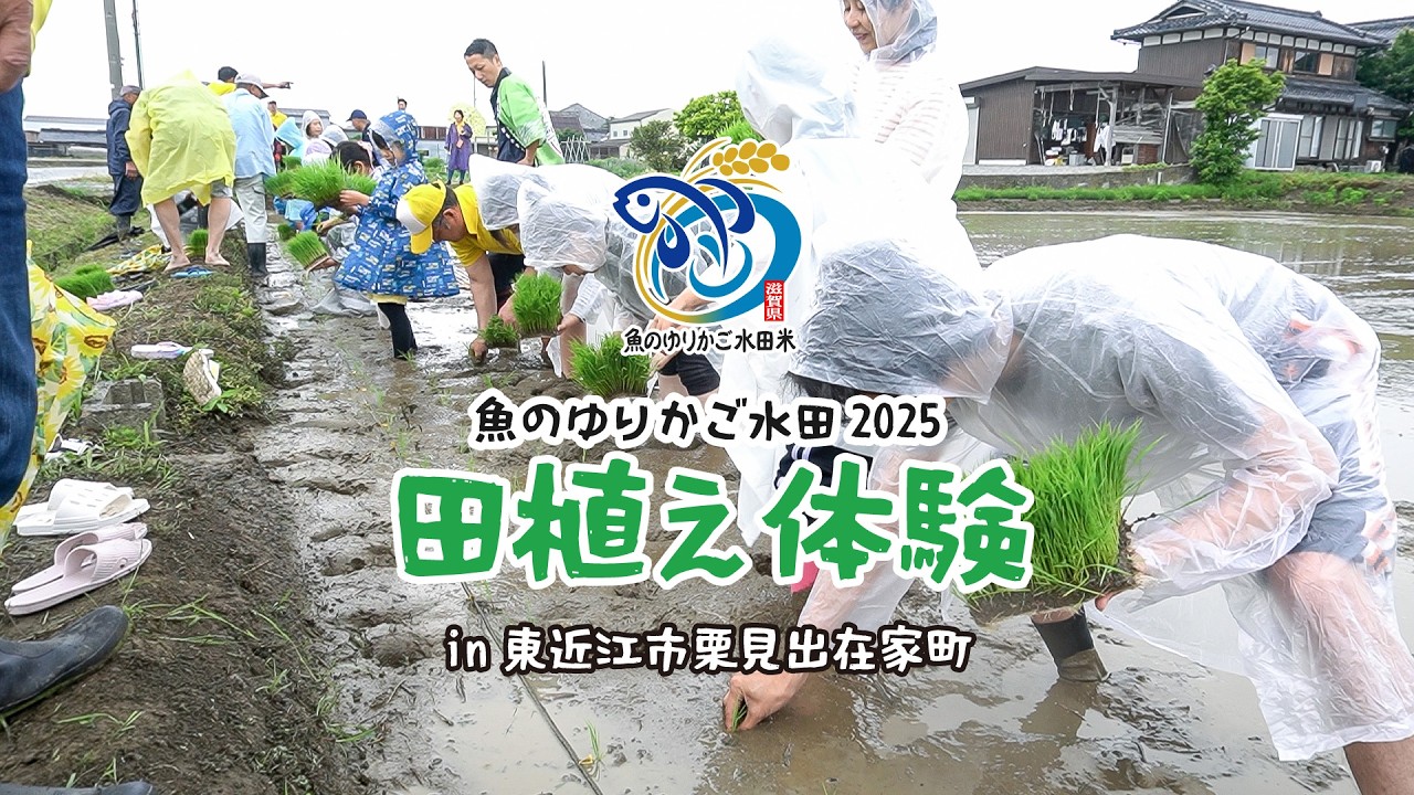魚のゆりかご水田　田植え体験