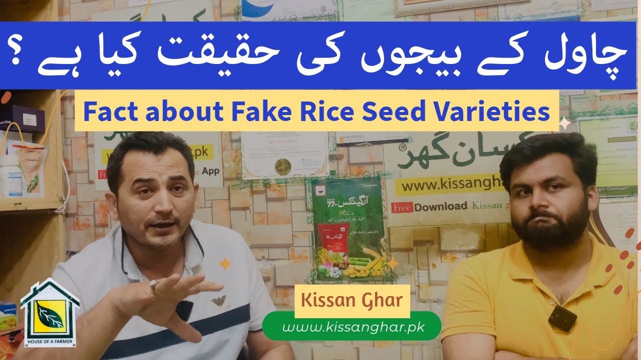 How to Avoid Fake Varieties of Rice Seed | Paddy Seed | Always use Trusted and approved Varieties |